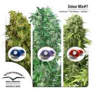 Dutch Passion Seeds Coloured Mix 7