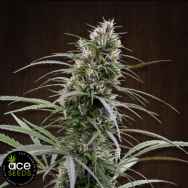 ACE Seeds Congo