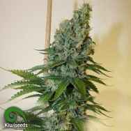 Kiwi Seeds Congo Haze