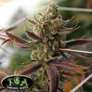 TGA Subcool Seeds Conspiracy Kush