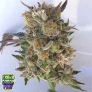 GrandDaddy Purple Seeds Coogies