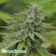 Medicann Seeds Cookie Dream