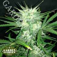 Garden of Green Seeds Girl Scout Cookies AUTO aka Cookie Monster AUTO