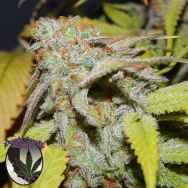 Purple Caper Seeds Cookies OG