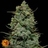 Barneys Farm Seeds Cookies Kush