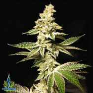 Exotic Genetix Seeds Cookies & Cream