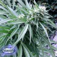 Flash Autoflowering Seeds Copacabana SuperAuto