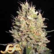 Samsara Seeds Crazy Miss Hyde