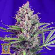 Sweet Seeds Cream Mandarine Fast Version