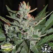 Cream of the Crop Seeds KO Crop Auto