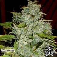 Cream of the Crop Seeds Psychofruit Auto