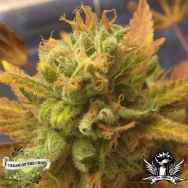 Cream of the Crop Seeds Black Gold Auto