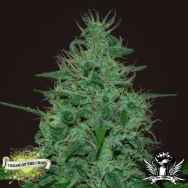 Cream of the Crop Seeds Cropical Fruit Auto