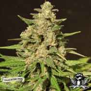 Cream of the Crop Seeds Hybrid X