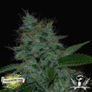 Cream of the Crop Seeds Narcotherapy Auto
