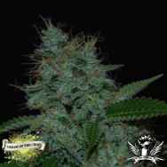 Cream of the Crop Seeds Narcotherapy AUTO