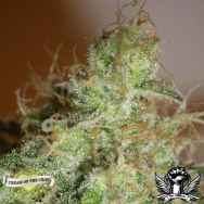 Cream of the Crop Seeds White Chronic