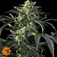 Barneys Farm Seeds Crimea Blue