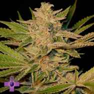 Gage Green Seeds Crimson Crush