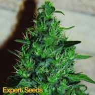 Expert Seeds Critical AK AUTO