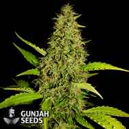 GunJah Seeds Critical Burmese