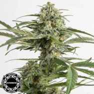 Dinafem Seeds Critical Cheese AUTOFLOWERING