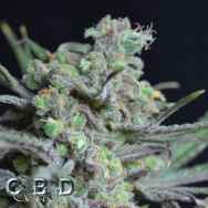 CBD Seeds Critical