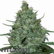 Seedmakers Seeds Critical