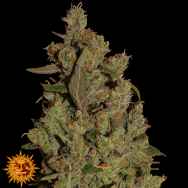 Barneys Farm Seeds CBD Critical Cure