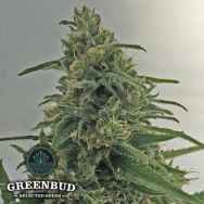 Greenbud Seeds Critical Early Version