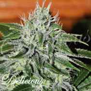 Delicious Seeds Critical Jack Herer