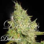 Delicious Seeds Critical Kali Mist