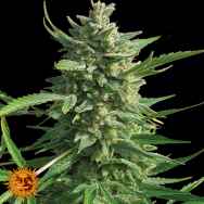 Barneys Farm Seeds Critical Kush