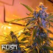 Kush Cannabis Seeds Critical Kush Auto