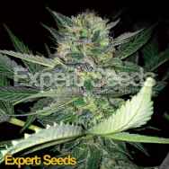 Expert Seeds Critical Lights