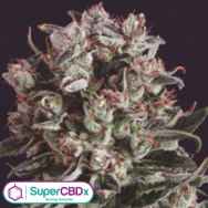 SuperCBDx Seeds Critical Mass x SCBDX