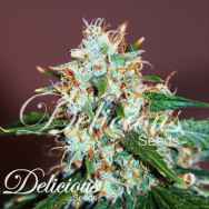 Delicious Seeds Critical Nevilles Haze 2.0