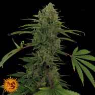 Barneys Farm Seeds AUTO Critical Kush AKA Auto Critical Rapido