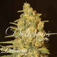 Delicious Seeds Critical Sensi Star