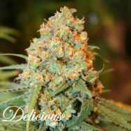 Delicious Seeds Critical Super Silver Haze