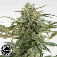 Dinafem Seeds Critical + 2.0 AUTOFLOWERING