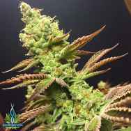 Exotic Genetix Seeds Citrique