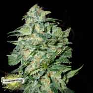 Cream of the Crop Seeds Crop Circle AUTO