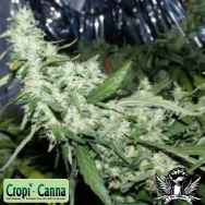 Cropi Canna Seeds Orange Mango