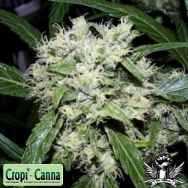 Cropi Canna Seeds Red Grapefruit