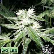 Cropi Canna Seeds Orange Strawberry Banana