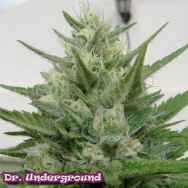 Dr. Underground Seeds Crystal M.E.T.H.