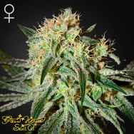 Green House Seeds Damn Sour