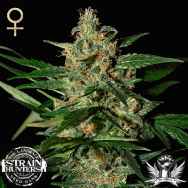 Strain Hunters Seedbank Seeds Damnesia AUTO