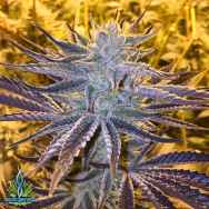 Exotic Genetix Seeds Dark Side of the Moon